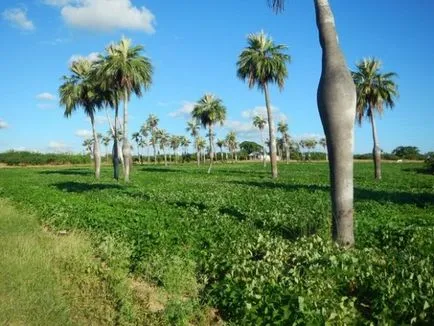 Cum de a pune porțiunea de palmier (porțiune) Cum de a planta un copac de palmier pe site