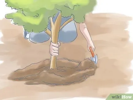 Cum de a planta un tufiș