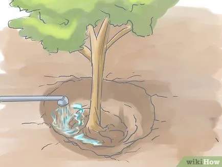 Cum de a planta un tufiș