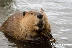 Cum să vâneze pentru castor modalități de bază de vânătoare și pescuit (ce să facă cu castorul după vânătoare) Cum să vâneze pentru castor modalități de bază de vânătoare și de pescuit
