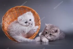 Cum să păstrați pisica acasă, lumea de pisici și câini