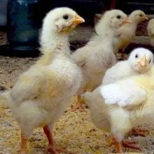 Cum să se hrănească pui de găină tineri în vârstă (vârsta) Cum pentru a hrăni puii de găină tineri în vârstă