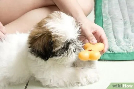 Cum de a introduce un câine nou la casa ta și câini (câine) Cum de a introduce un câine nou la casa ta și câini