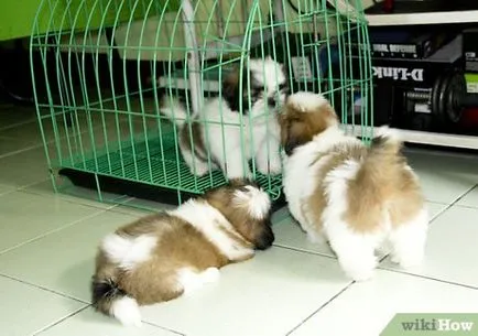 Cum de a introduce un câine nou la casa ta și câini (lor) Cum de a introduce un câine nou la casa ta și câini