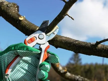 Cum să taie o cireșe și, când tunderea (prune cherry altele) Cum să taie o cireșe și, când este decuparea