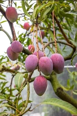 Cum de a alege un mango copt