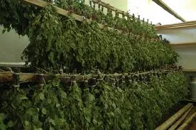 Cum să utilizați sfaturi de baie mătură Banshchikov