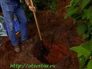 Cum de a planta arbuști