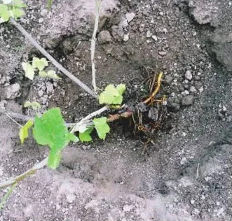 Cum să planteze arbuști fructiferi