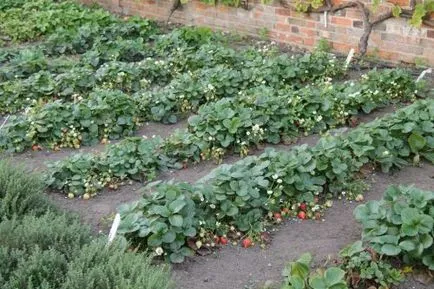 Cum să planteze căpșuni și să aibă grijă de ea (de primăvară căpșuni) Cum să planteze căpșuni și grijă de ea