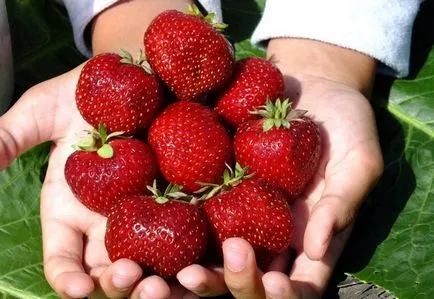 Cum să planteze căpșuni și să aibă grijă de ea (ceea ce fertiliza căpșuni.) Cum să planteze căpșuni și grijă de ea