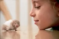 Cum de a preda un hamster în mâini