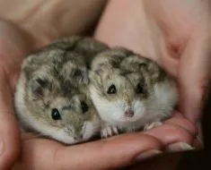 Cum de a instrui hamster la mâinile unor metode și recomandări eficiente (hamster) Cum de a instrui hamster la mâinile unor metode și recomandări eficiente