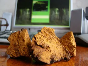 Cum de a pune la cale Chaga ciuperci de mesteacăn