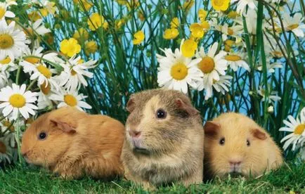 Cum de a preda un hamster în mână 1