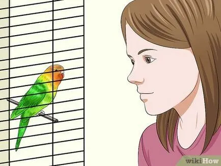 Cum de a îmblânzi budgies