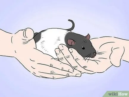Cum de a instrui sobolanul pentru animale de companie
