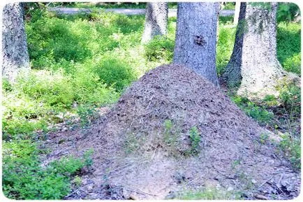 Cum se ajunge acolo și ce să facă Lindulovskaya Grove