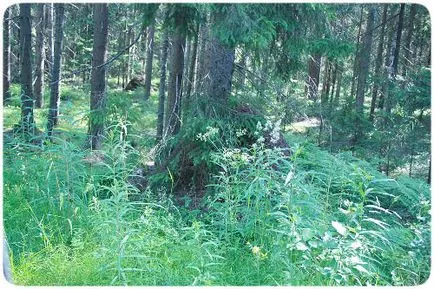 Cum se ajunge acolo și ce să facă Lindulovskaya Grove