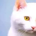 Semne cu pisici in casa on-line, sarcina si casatorie, este purtat pe timp de noapte în timpul sarcinii, (semne) Semne cu pisici in casa on-line, sarcina si casatorie, este purtat pe timp de noapte în timpul sarcinii,