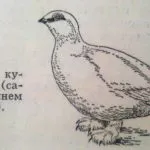 Natura Zona Tundra - caracteristice, păsări, animale, tipuri de vegetație (zona) Zona tundră naturale - caracteristice, păsări, animale, vegetație, tipuri
