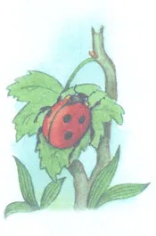 Natura de vară 1