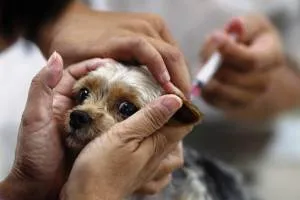 Vaccinările câini cu vârsta de graficul de vaccinare animalului peste, prețul și rasa (fotografii) Vaccinările câini cu vârsta de graficul de vaccinare animalului, prețul și rasa peste