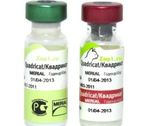 Vaccinarea împotriva rabiei atunci când pisica de a face mult actorie, vaccinuri