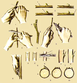 inocularea plantelor