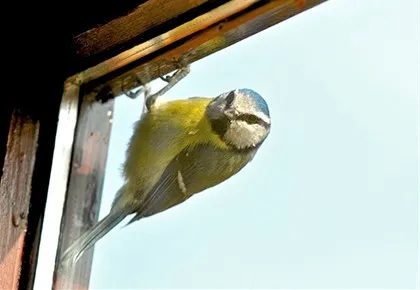 ciocănituri de păsări Omen pe fereastra 1 (semnul unei casete de pasăre pentru a cioc cioc cioc de pasăre) ciocănituri de păsări Omen pe fereastra 1
