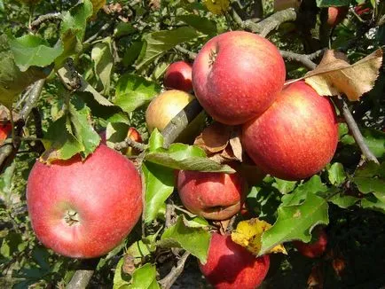 Altoire pomi fructiferi și plante ornamentale