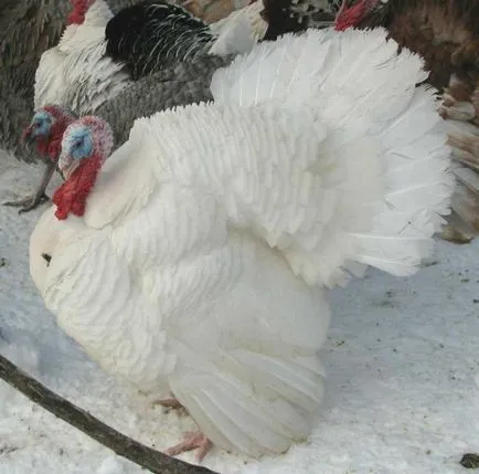 Originea curcan