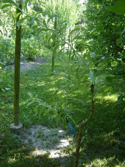 Altoire pomi fructiferi și plante ornamentale