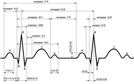Cum de a recunoaște un infarct miocardic pe ECG - decodificarea de performanță (decodare) Cum de a recunoaște un infarct miocardic pe ECG - performanta decodare