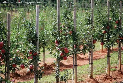 Cum să crească mere în Georgia, atlanta de călătorie (în creștere) Cum să crească mere în Georgia, atlanta de călătorie