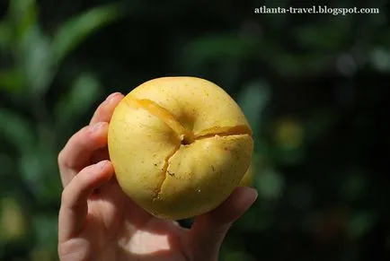 Cum să crească mere în Georgia, Atlanta călătorie (GA) Cum să crească mere în Georgia, atlanta de călătorie