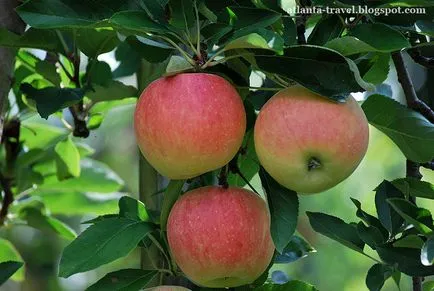 Cum să crească mere în Georgia, Atlanta deplasare (deplasare) Cum să crească mere în Georgia, atlanta de călătorie