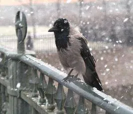 Cum de a dezvolta observare