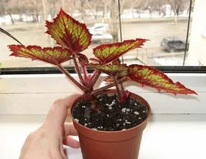 Cum se propaga vechnotsvetuschuyu diviziunea Begonia de butași de tulpină, semințe de propagare, de îngrijire