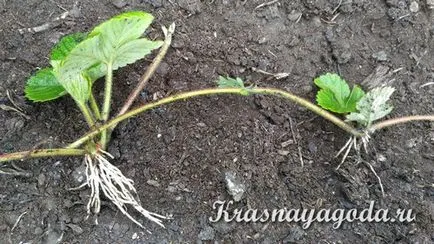 Cum se propaga căpșuni mustață