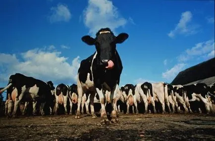 Cum de a dezvolta agricultura 1 (modul de dezvoltare rurală) Cum de a dezvolta agricultura 1