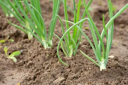 Ca sevok planta ceapa de primăvară (ambele planta sevok prova primăvară) Cum de a planta ceapa ceapa de primăvară