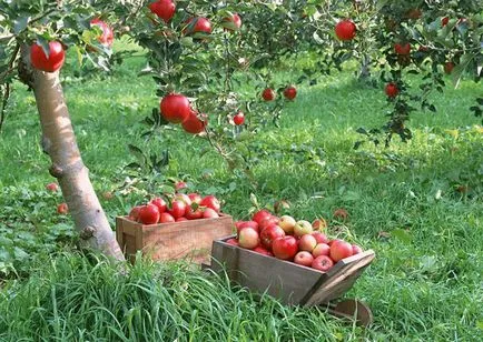 Cum propagate de mere moduri grădinari sfaturi (propagate) Cum propagate sfaturi moduri de mere grădinari