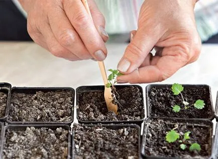 Cum se reproduce o capsuna metodă care să aleagă, mustață reproducere (diluată) Cum să se reproducă o căpșună metodă care să aleagă, reproducerea mustață