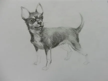Cum de a desena un caine Chihuahua (artist creion de desen) Cum de a desena un caine Chihuahua