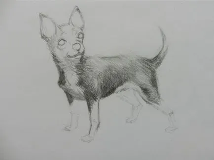 Cum de a desena un caine Chihuahua (creion artist Alex) Cum de a desena un caine Chihuahua