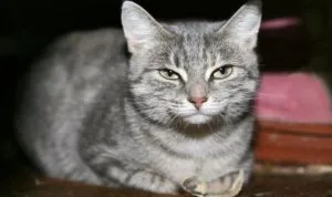 Cum de a aduce în jos pisicile, lumea de pisici și câini