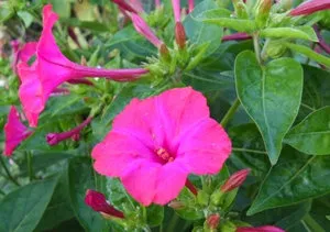 Cum de a planta semintele Mirabilis, cultivarea de noapte frumoasă la domiciliu (mirabilis) Cum de a planta semintele Mirabilis, cultivarea de noapte frumoasă de la domiciliu