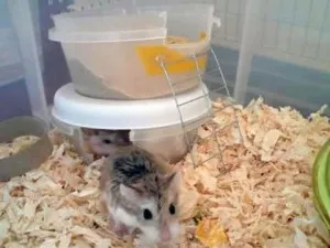Cum sa faci o casa pentru un hamster cu propriile sale mâini