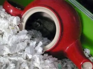 Cum sa faci o casa pentru un hamster cu propriile sale mâini